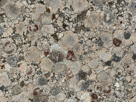 Stone texture of antique stone. Stone wall texture background Lichen covering a flat block of sandstone.の写真素材
