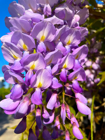 Cluster of wisteria flowers, closeup on spring leaves background. Chinese Wisteria, purple-pink blossoms in the morning sun. Lilac blooms of Wisteria Sinensis in the garden.の写真素材