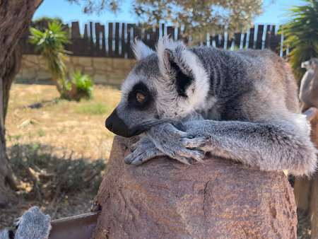 A female ring-tailed lemur rests in a Greek zoo. Wild animals in the wildの写真素材