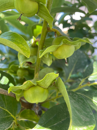 Persimmon fruits among green leaves on a tree. Persimmon growth. Green persimmon fruits (young fruit) on tree in agricultural field, closeup shotの写真素材