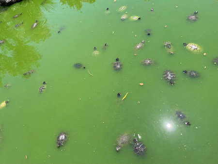 There are many turtles swimming in the river. Turtle pond with many turtles in a park in Athens, Greece. Green twig with turtles.の写真素材