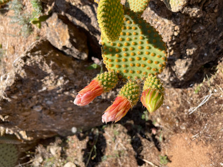 Yellow prickly pear opuntia cactus flower detailed close up. A beautiful isolated yellow flower of is against the green background in Greek garden. Popular in Mexico.の写真素材