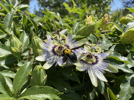 Passiflora flower, Bluecrown Passionflower blossom, closeup on natural background of green leaves. Wild Passiflora caerulea vine with beautiful summer blooms,の写真素材