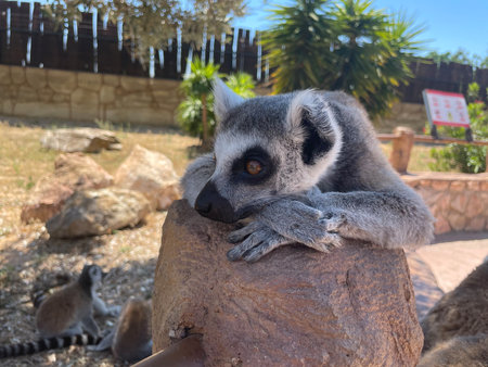 A female ring-tailed lemur rests in a Greek zoo. Wild animals in the wildの写真素材