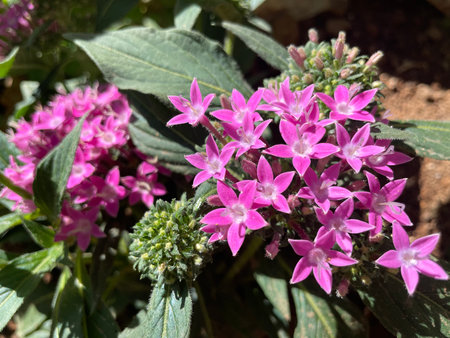 Graffiti pink star flower Pentas lanceolata blooms in a garden in Athens, Greeceの写真素材