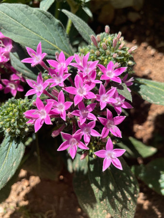 Graffiti pink star flower Pentas lanceolata blooms in a garden in Athens, Greeceの写真素材
