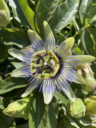 Passiflora flower, Bluecrown Passionflower blossom, closeup on natural background of green leaves. Wild Passiflora caerulea vine with beautiful summer bloomsの写真素材