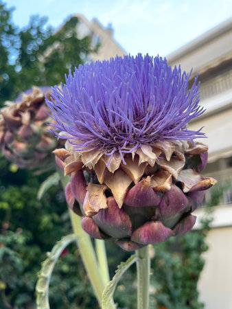 Cynara cardunculus purple flower head in the sunny garden.Globe artichoke,French artichoke or green artichoke vegetable plant inflorescences. Artichoke flowers.Purple flowers bloomの写真素材