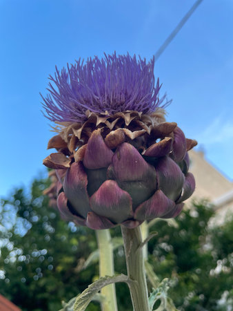 Cynara cardunculus purple flower head in the sunny garden.Globe artichoke,French artichoke or green artichoke vegetable plant inflorescences. Artichoke flowers.Purple flowers bloomの写真素材