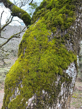 An old tree trunk overgrown with moss and lichen. A group of colorful green moss on a tree in the Greek forest. beautiful natureの写真素材
