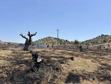 The land after a recent olive grove fire. Dead trees, bare mountains with burnt tree trunks. Roads run along burnt hillsides. Forest fire site, Mediterranean landscapeの写真素材