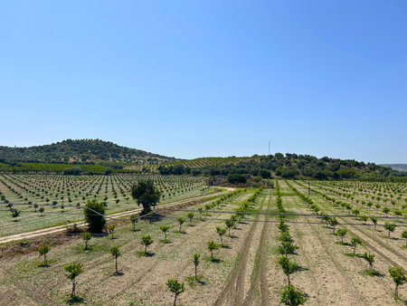 Lush olive groves and fields. Mediterranean olive grove with mature olive trees, fields under a clear blue sky. The distant view enhances the rural charm of the agriculturalの写真素材