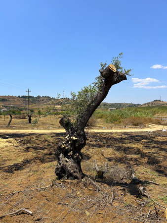 The land after a recent olive grove fire. Dead trees, bare mountains with burnt tree trunks. Roads run along burnt hillsides. Forest fire site, Mediterranean landscapeの写真素材