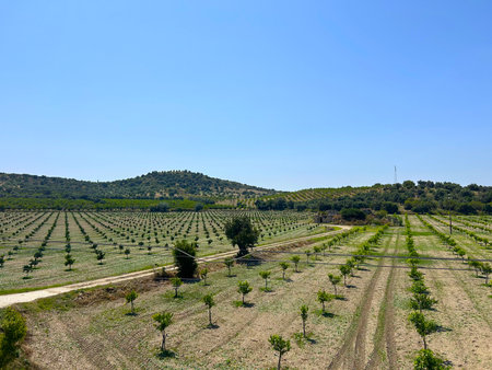 Lush grape groves and grape fields. Among the earthen groves with grapes, fields under the shining blue sky. The distant view looks charming agricultural landscape in Italy.の写真素材