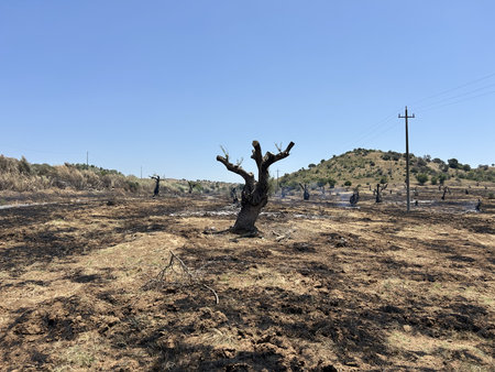 The land after a recent olive grove fire. Dead trees, bare mountains with burnt tree trunks. Roads run along burnt hillsides. Forest fire site, Mediterranean landscapeの写真素材