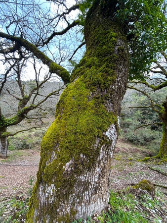 An old tree trunk overgrown with moss and lichen. A group of colorful green moss on a tree in the Greek forest. beautiful natureの写真素材