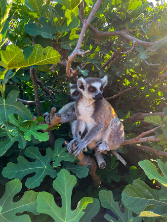 A ring-tailed lemur sits calmly on a tree branch, surrounded by lush green leaves. Its bright amber...
