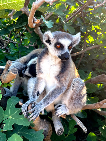 A ring-tailed lemur sits calmly on a tree branch, surrounded by lush green leaves. Its bright amber...