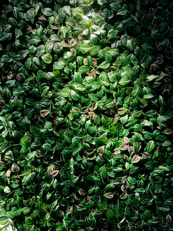 Lush green foliage background with dense tropical leaves and natural sunlight. Fresh botanical texture for eco design, gardening, nature concepts, organic lifestyle, and environmenの写真素材