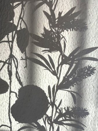 Soft botanical shadows cast on a textured white wall by sunlight. Delicate leaves and flowers create an abstract, minimalist pattern with calm natural light and organic shapes.の写真素材