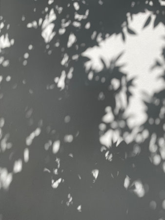 Shadow overlay effect for photo and mockup. Abstract background of shadows on a white wall.の写真素材