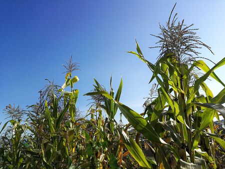 Growing crops