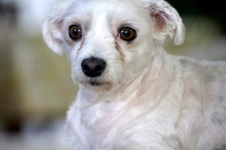 A small friend dog able fun all familly with its wayの写真素材