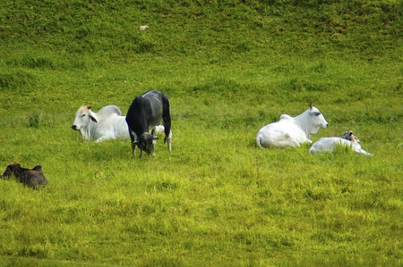 Cow and ox tireding in green planiceの写真素材