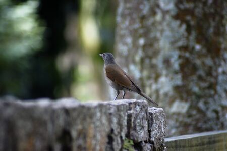 Close up sparrow over a stone wall in a cool scenery の写真素材