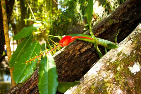 Flower living into wood tree, one good place itself grow upの写真素材