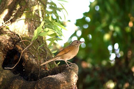 Bird small on trees, living in place public around city and forest yetの写真素材
