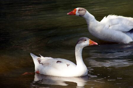 Two pretty geese swing in lake in Taubate cityの写真素材