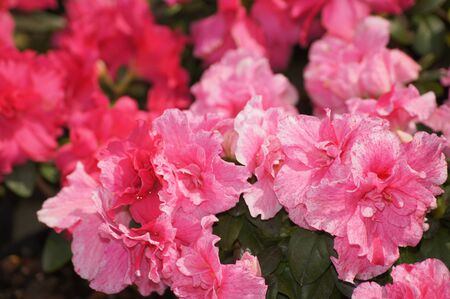 Beauty small azaleia flower very usefull in garden and next hallの写真素材
