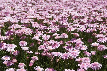 Inumerous pink flowers planted on park cityの写真素材