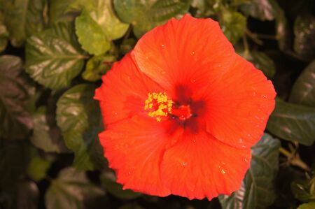 Nice Ibiscko flower for give your singleの写真素材