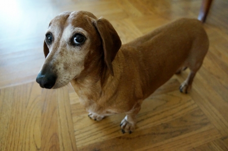 Close up Dachshund dog looking askance for you の写真素材