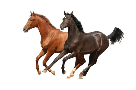 Horses in dust on white backgroundの写真素材
