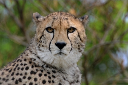 Portrait of a cheetah sitting upright, South Africaの写真素材