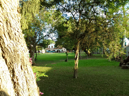 Green grass in the park under the tree in the afternoon light.の写真素材