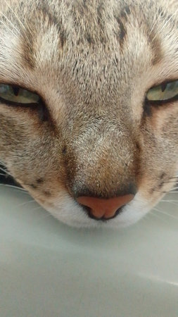 Close-up of a cat's face on a white background.の写真素材