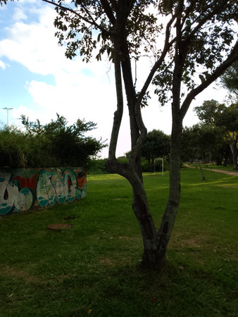 Park in the city of Palermo in Sicily in Italy.の写真素材