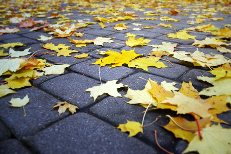 Seaon beauty of autumn leaves on the pavementの写真素材