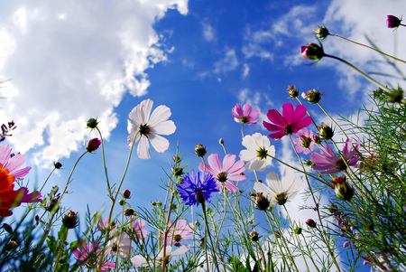 Garden Cosmos flowers against shiny blue skyの写真素材