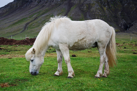 Close-up of white Icelandic horse eating grassの写真素材