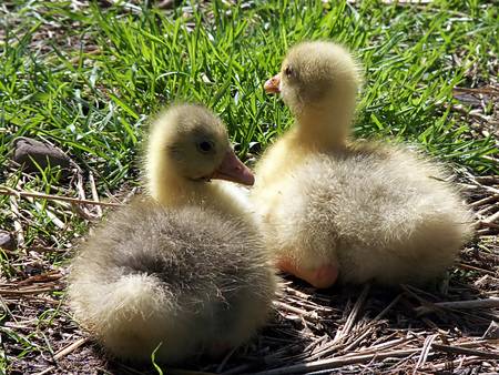 gosling