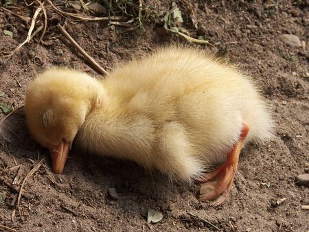 little duckの写真素材