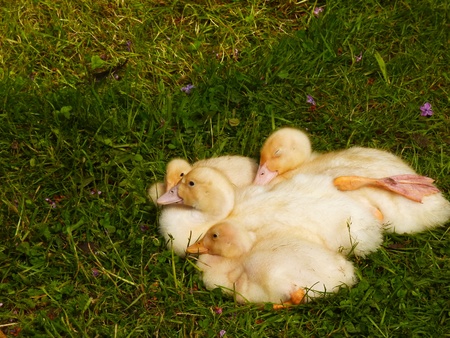 ducklingsの写真素材