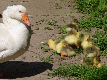 gÃ¤nsefamilie