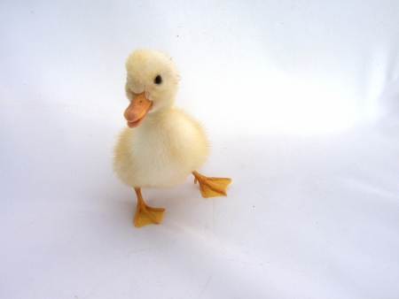 small ducklingの写真素材