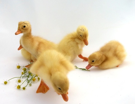 young cute little duck on a light backgroundの写真素材